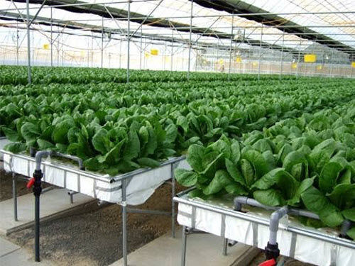 垂直トノー型無土壌栽培システム - SURYA AGROTECH THAILAND CO LTD