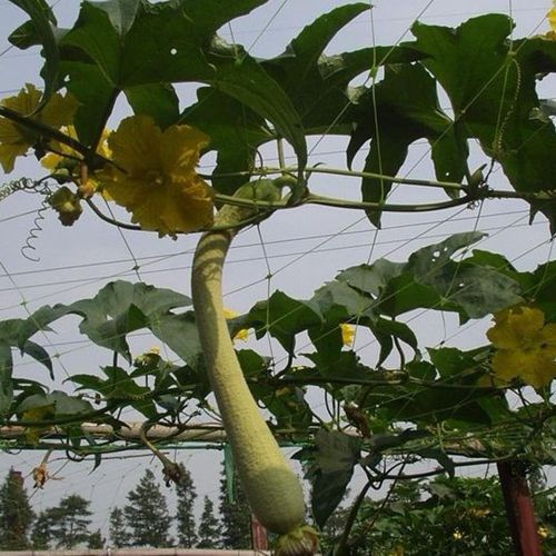 植物の支え用ネット - Golden Netting Co.,Ltd - プラスチック製 / 作物用 / 押出成形