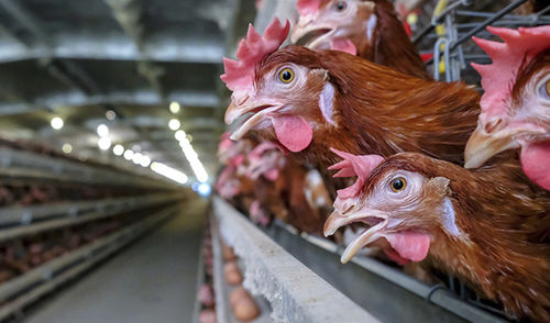 若い雌鶏の飼育システム - Valmena Ltd