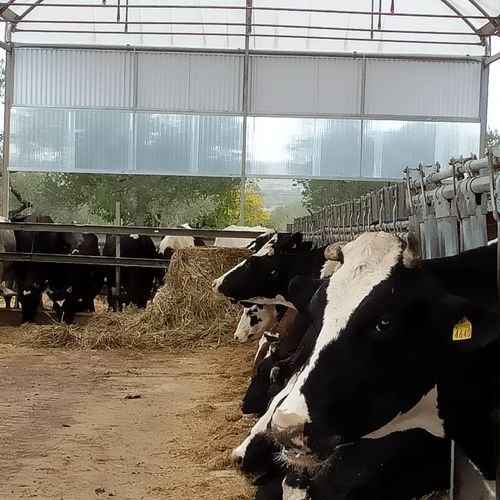 牛家畜小屋 - Co. Ser. - costruzioni serre - 鳥類飼育用 / 豚用 / 馬術用