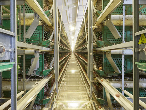 若い雌鶏の飼育システム - ZUCAMI POULTRY EQUIPMENT S.L.U
