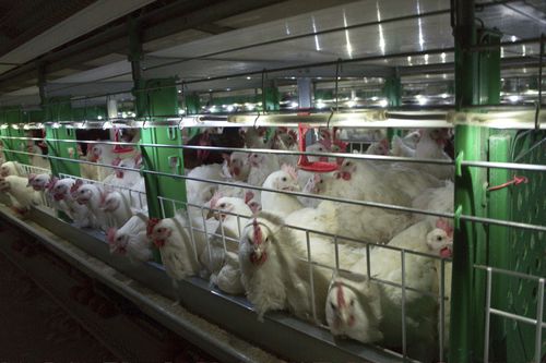 ケージブロイラー飼育システム - R - ZUCAMI POULTRY EQUIPMENT S.L.U