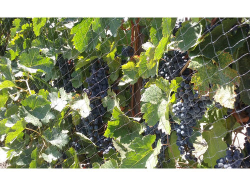 鳥よけネット - Vineyard Bird Netting - HF BETTER TECHNOLOGY CO - HDPE