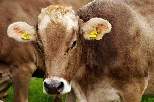 動物用飼料サプリメント - Extra Energy - Extrafarm Albania - 牛用 / ヤギ用 / ヒツジ用