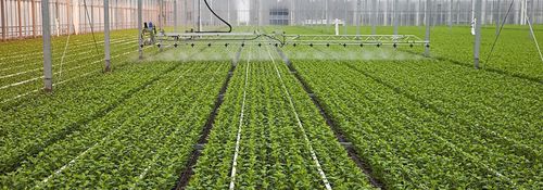 温室用灌漑ブーム - Resif Greenhouse Technologies - ホース供給 / 吊り下げ式 / 制御パネル付き
