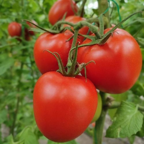 トマトの種子　赤 - KAPADOKYA - Manier Seeds - 中生 / ハウス栽培用