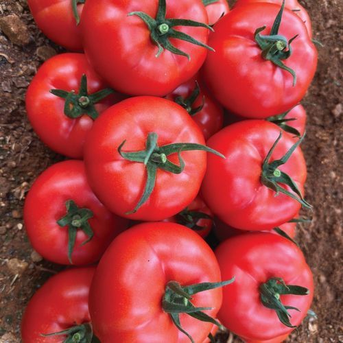 トマトの種子　赤 - HEDEF PLUS - Manier Seeds - 円形 / ハウス栽培用