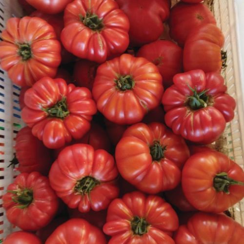 ピンクトマトの種子 - ŞİLEM - Manier Seeds