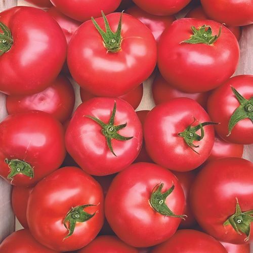 ピンクトマトの種子 - ROZAFA - Manier Seeds