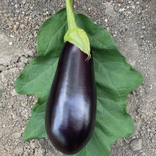 ハウス栽培用ナスの種子 - MRE 1031 - Manier Seeds