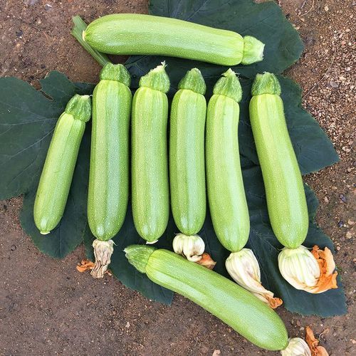早生カボチャの種 - TARGET - Manier Seeds - 春