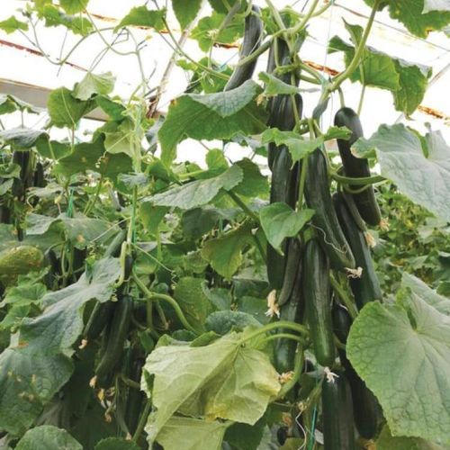 極早生キュウリの種 - COPERNIC - Manier Seeds - 春 / 秋 / 緑