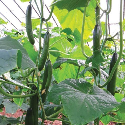 早生キュウリの種 - MRC 9019 - Manier Seeds - 春 / 緑