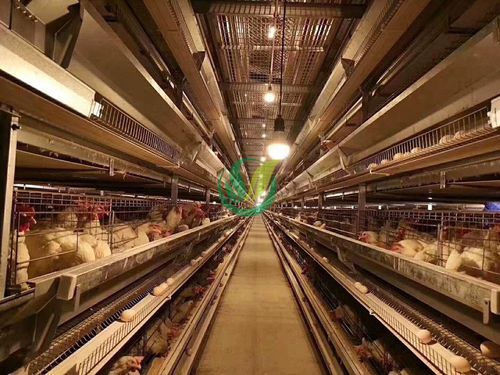 ケージブロイラー飼育システム - Chengdu Shengxing Poultry Machinery Co., Ltd.