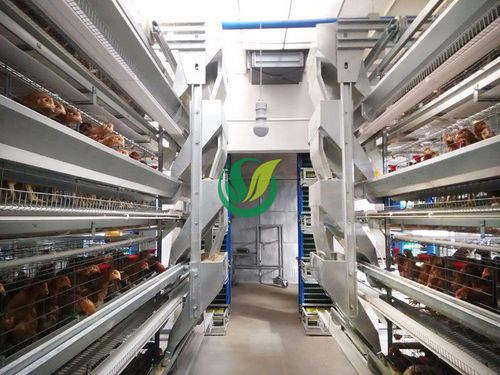 チェーン自動給餌システム - Chengdu Shengxing Poultry Machinery Co., Ltd. - 家禽用