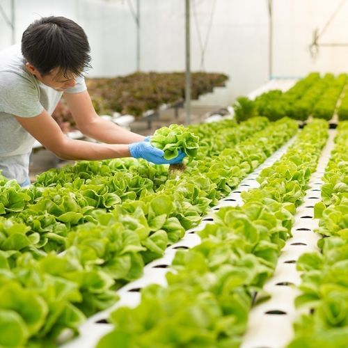 水耕植物育成培地 - Mineravi - ココナッツ ファイバー製 / もみ殻製 / 袋入り