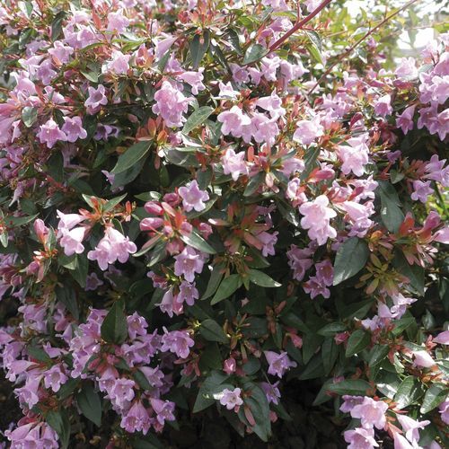 花壇用花が咲く低木 - EDOUARD GOUCHER - Graines Voltz - Voltz Horticulture - 鉢用 / ピンク色の花の