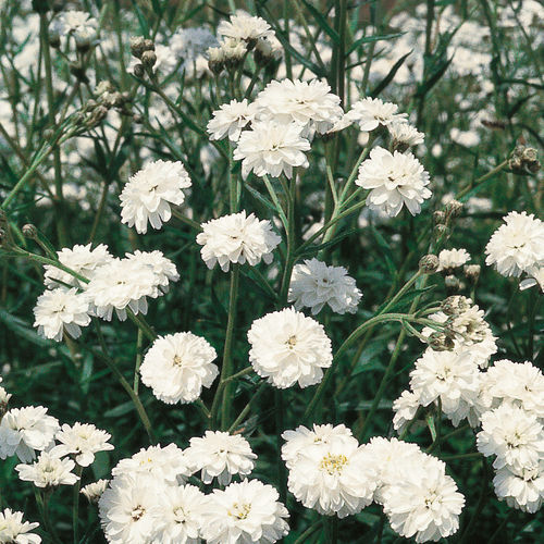 白色花の種子 - THE PEARL - Graines Voltz - Voltz Horticulture - 庭用