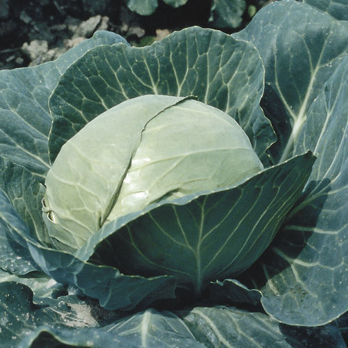 早生キャベツの種子 - ALTESS F1 - Graines Voltz - Voltz Horticulture - ハイブリッド型