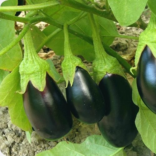 夏ナスの種子 - Black Beauty - MSL GmbH & Co. KG