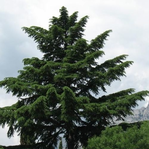 樹脂性木 - Indian Cedar - MSL GmbH & Co. KG