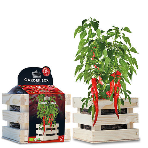 生物学ピーマンの種 - 1807762 - BAZA Seeds Holland b.v.