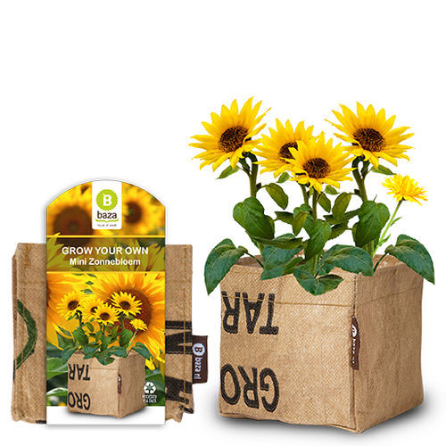 ヒマワリの種子 - MINI - BAZA Seeds Holland b.v.