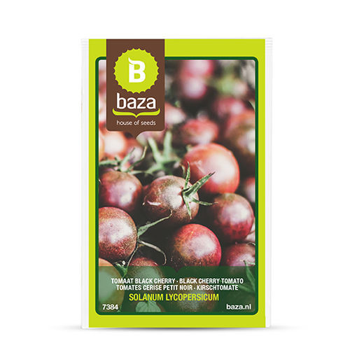 黒色ミニトマトの種子 - 7384 - BAZA Seeds Holland b.v. - 円形 / ハウス栽培用