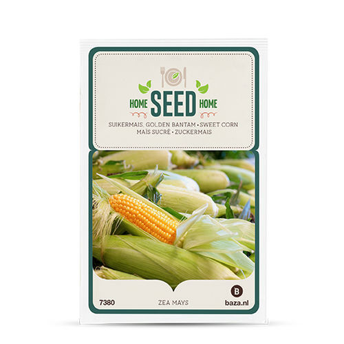 穀物トウモロコシの種子 - 707380 - BAZA Seeds Holland b.v. - デント / フリント