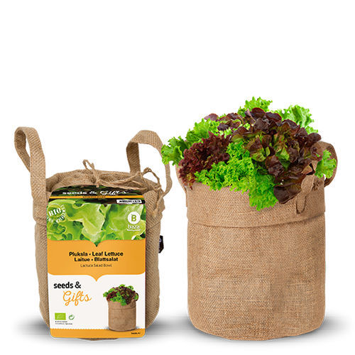 生物学レタスの種子 - 130608 - BAZA Seeds Holland b.v.