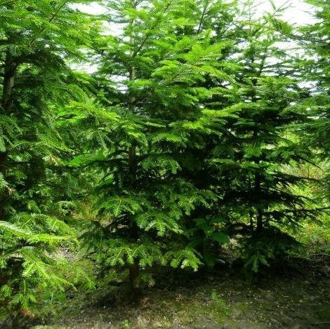 樹脂性木 - Abies alba - VIVAI GUAGNO Societa Agricola Semplice