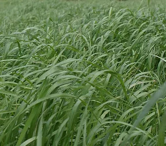 ハイブリッド型飼い葉 - GALA - SEED SERVICE s.r.o. - ドクムギ属 / 動物飼料用 / 牧草用