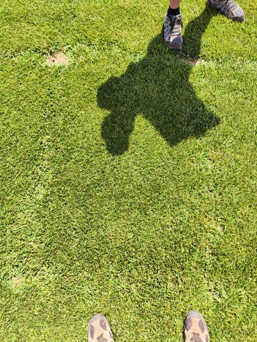 芝生の種子 - Festuca arundinacea ATACAMA - SEED SERVICE s.r.o.