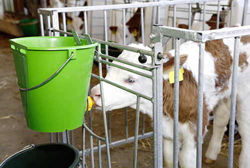 子牛用母乳バケツ - Milk’n’Roll Calf Management Solutions - マルチアクセス