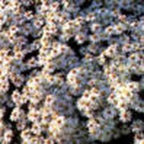 多年生顕花植物 - SCHNEEKISSEN - BOWECO VOF - 白色 / 鉢用 / 庭用