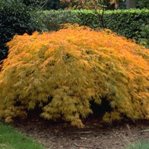 黄色の花の低木 - DISSECTUM - BOWECO VOF