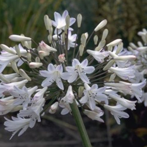 多年生顕花植物 - ALBUS - BOWECO VOF - 白色 / 花壇用 / 庭用