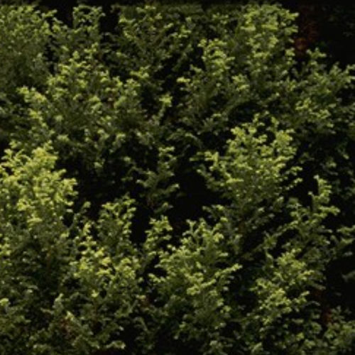 樹脂性木 - PLUMOSA AUREA - BOWECO VOF