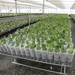 プラスチック製格子床