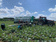 野菜用収穫機