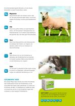 KNZ Leaflet Sheep-3