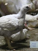 Roxell Broilers - 2