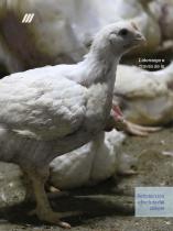 Roxell Broilers - 2