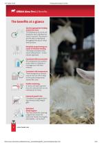 Feeding technology for lambs - 8