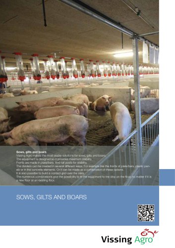 Sows gilts and boars