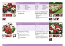 Flower Catalogue 2017-2018 SEED - 11