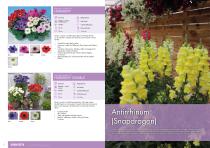 Flower Catalogue 2017-2018 SEED - 7