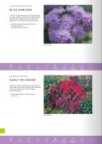 FLOWER CATALOGUE Seeds - 10