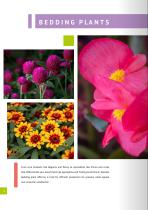 FLOWER CATALOGUE Seeds - 8