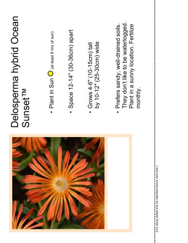 Delosperma hybrid Ocean Sunset™